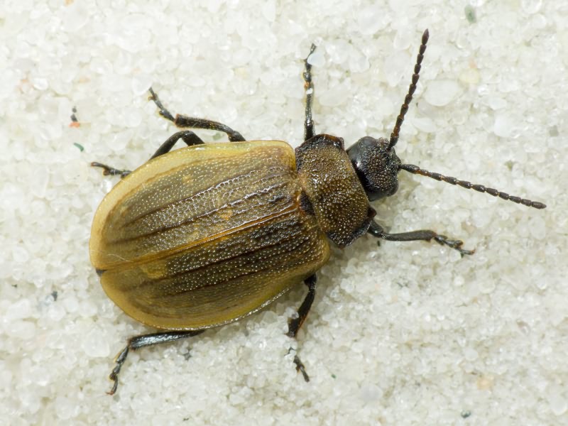 Galeruca pomonae (Scopoli, 1763)